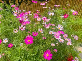 RỰC RỠ MÀU HOA MỪNG ĐẠI LỄ 30/4 VÀ 1/5.