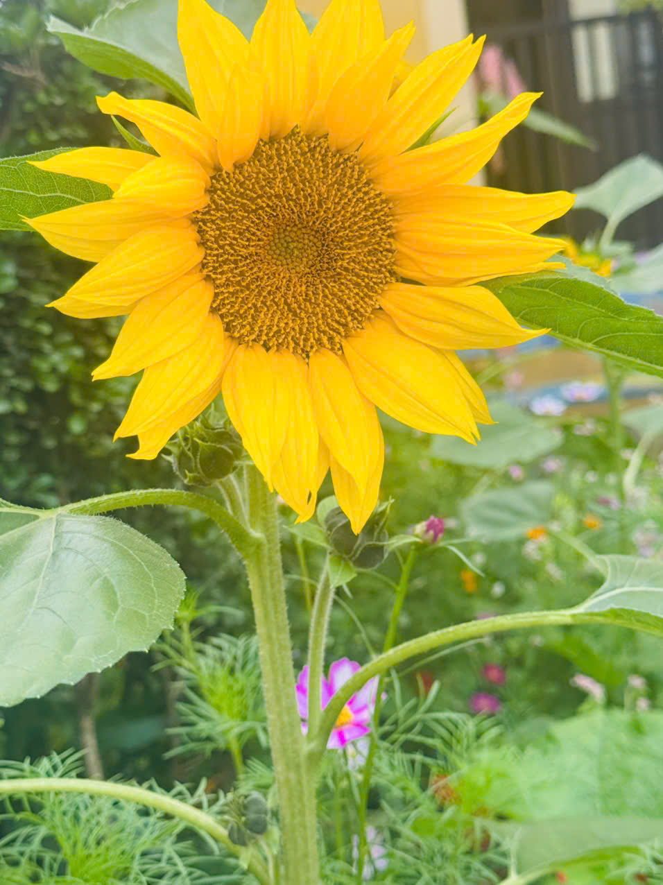 HOA HƯỜNG DƯƠNG