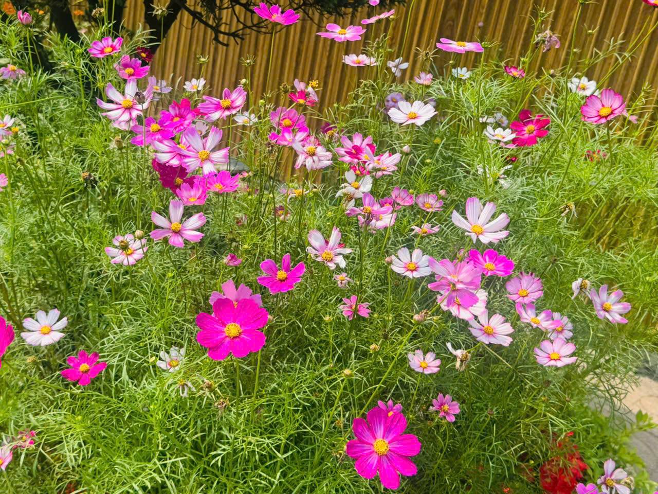 RỰC RỠ MÀU HOA MỪNG ĐẠI LỄ 30/4 VÀ 1/5.