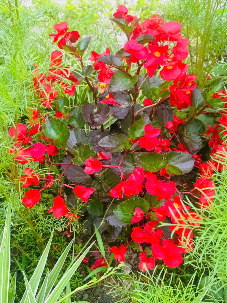 THU HẢI ĐƯỜNG7