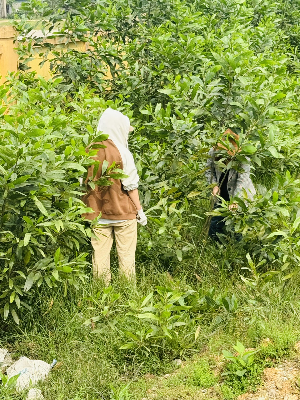 TỈA NHÁNH CÂY TRÀM